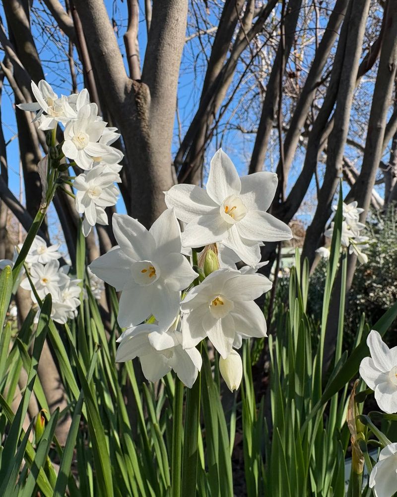 Paperwhite Narcissus