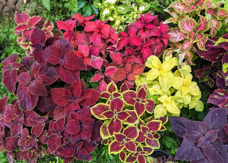 Coleus 'Wizard Mix'