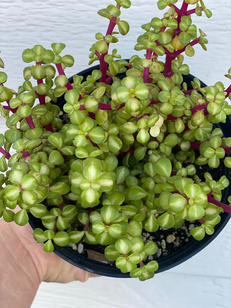 Crassula 'Medio-Picta'