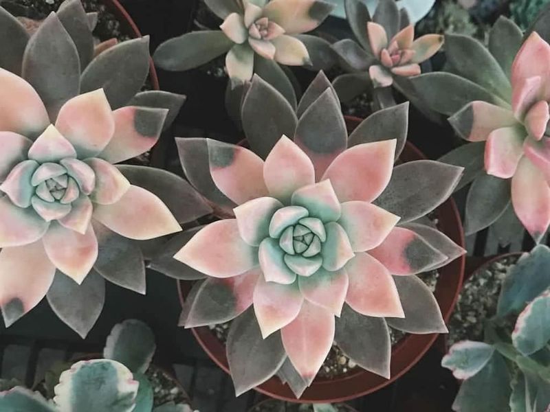 Ghost Plant 'Tricolor'
