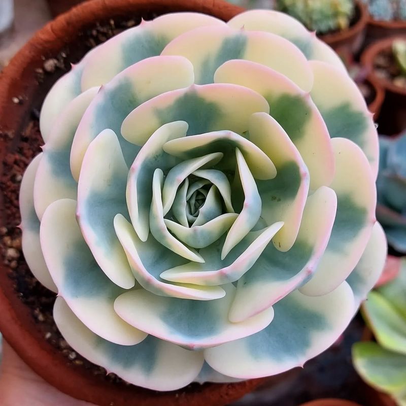 Echeveria 'Compton Carousel'