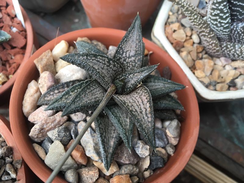 Haworthia 'Kintaikyo'
