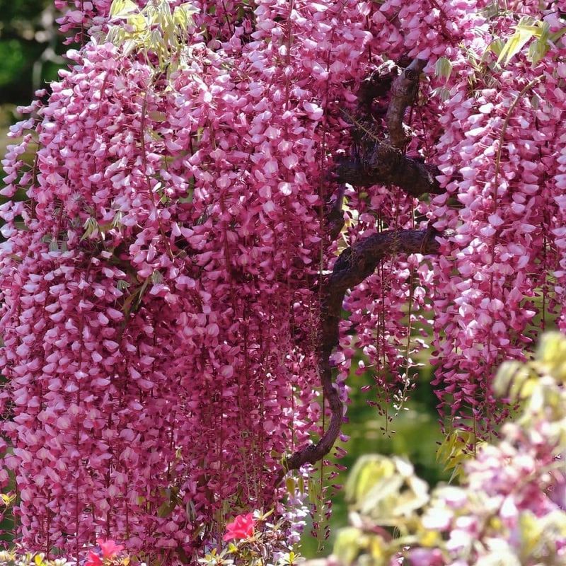 Pink Japanese Wisteria (Wisteria floribunda 'Rosea')