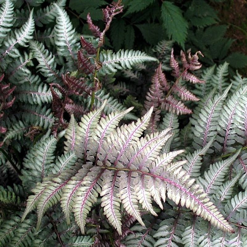 Japanese Painted Fern