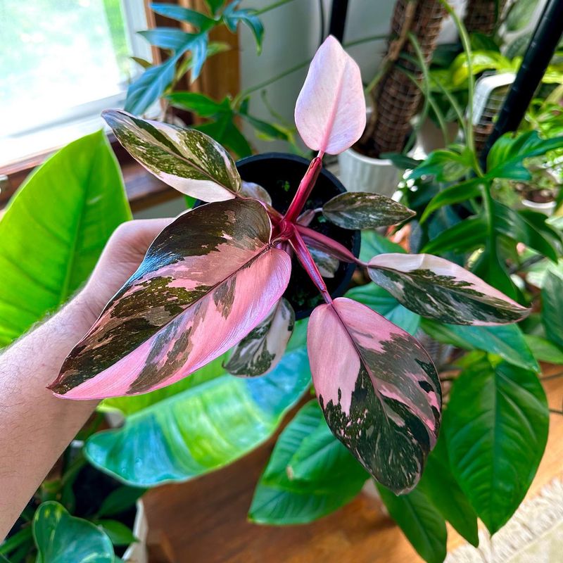 Pink Princess Philodendron