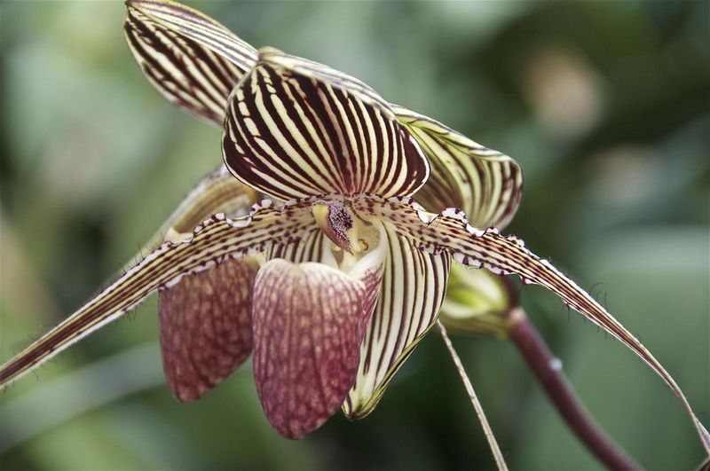 Rothschild's Orchid