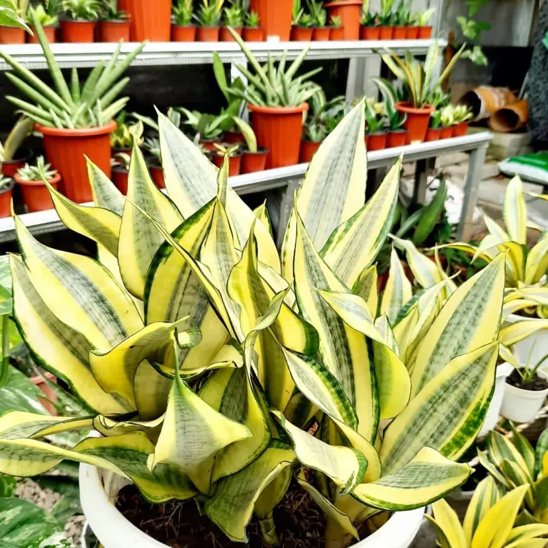 Variegated Snake Plant