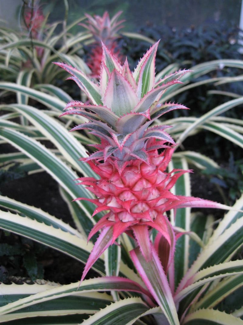 Pineapple Plant 'Variegatus'