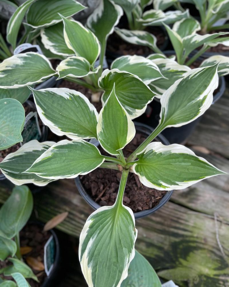 Hosta 'Patriot'