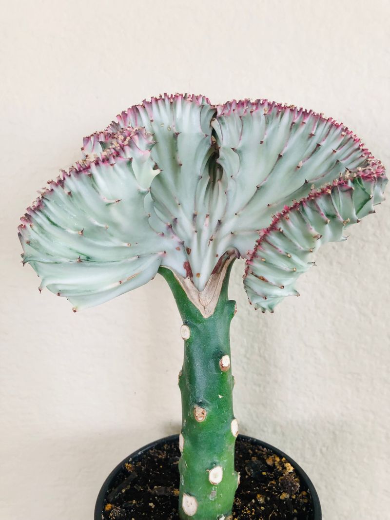 Crested Euphorbia Lactea Variegata