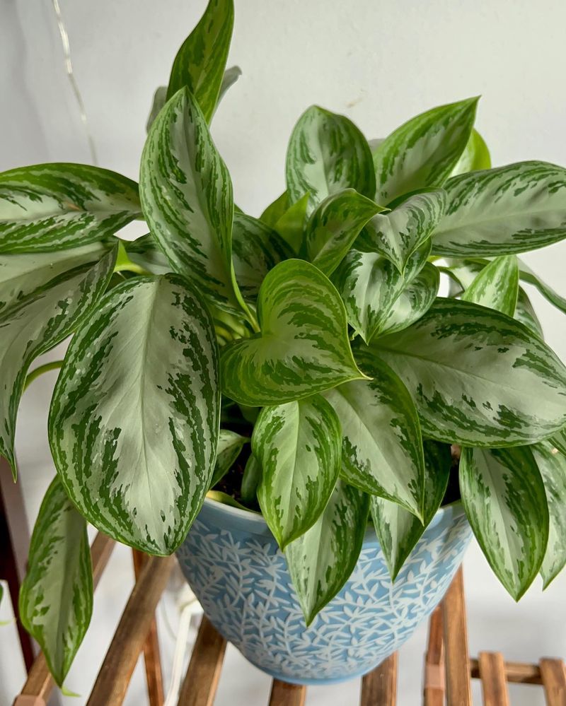 Chinese Evergreen 'Silver Bay'