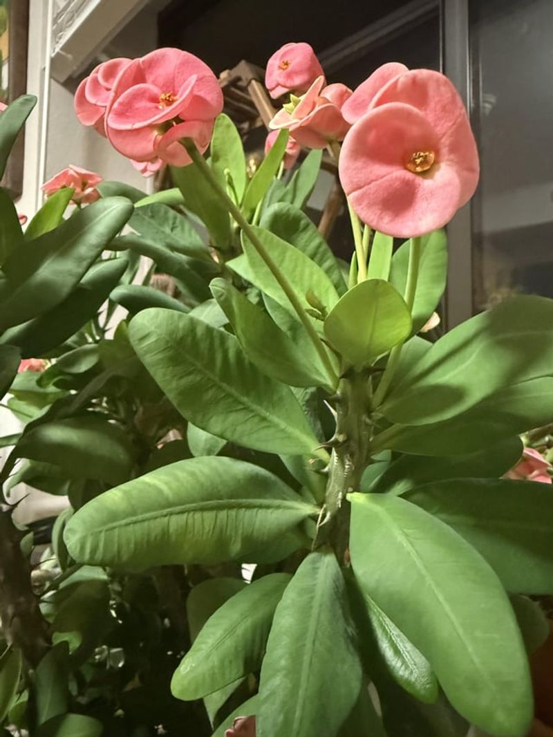 Crown Of Thorns