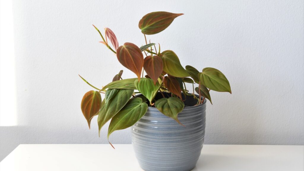 velvet leaf philodendron houseplant