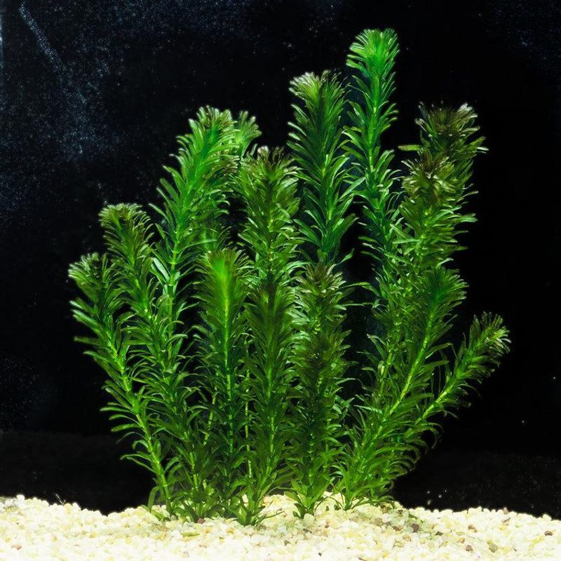 Aquatic Plants like Anacharis