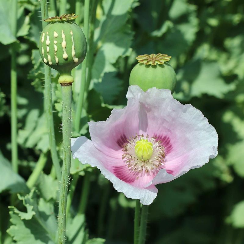 Opium Poppy