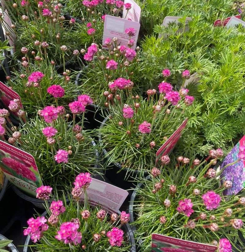 Armeria