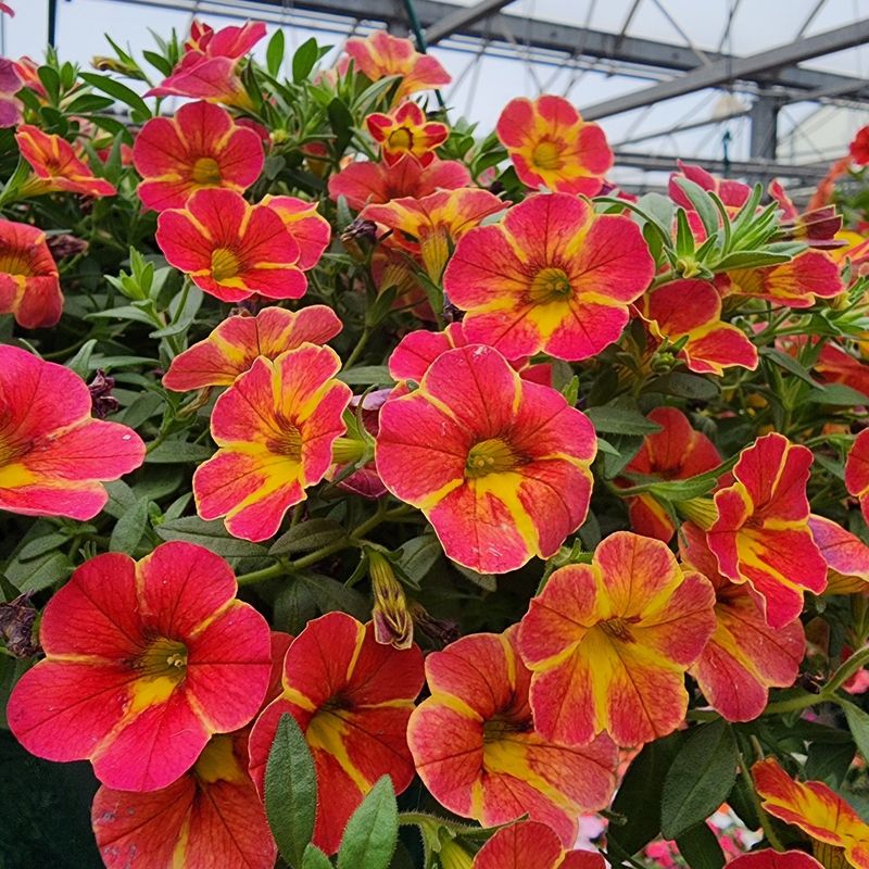Calibrachoa (Million Bells)