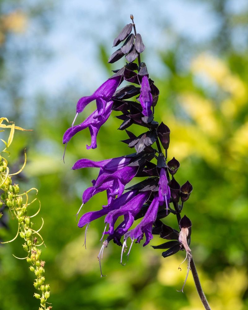 Salvia