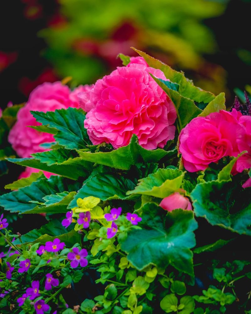 Begonias