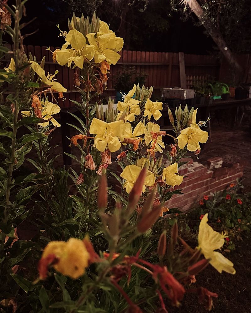 Evening Primrose