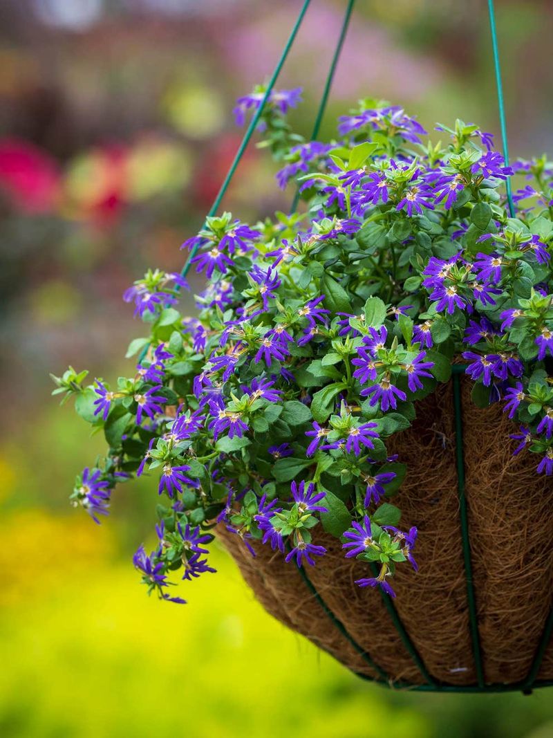 Scaevola