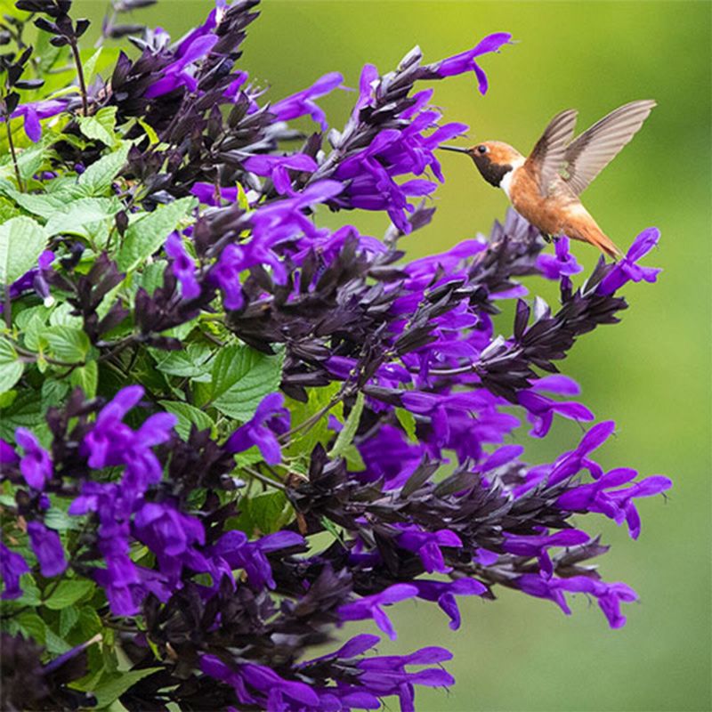 Salvia: Hummingbird Heaven