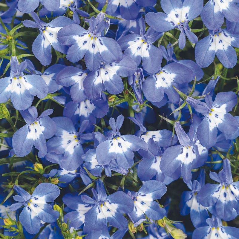 Lobelia - Cascades of Tiny Blooms