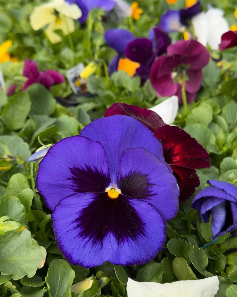 Pansies - Cool-Season Container Stars