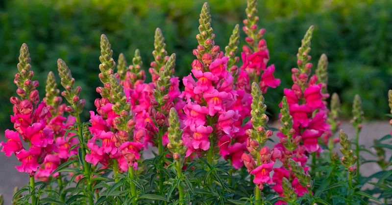 Snapdragons Snap Shut