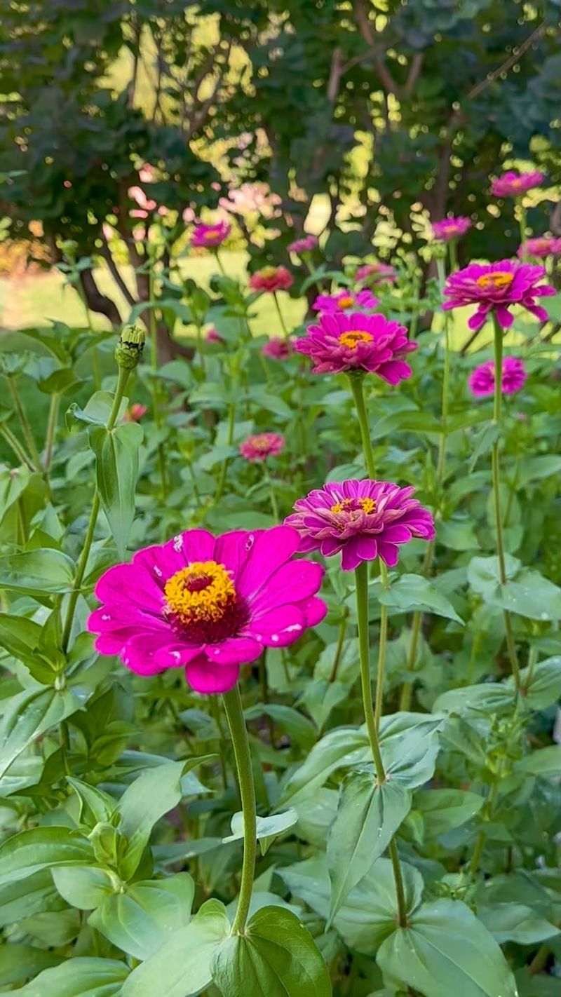 Zinnias