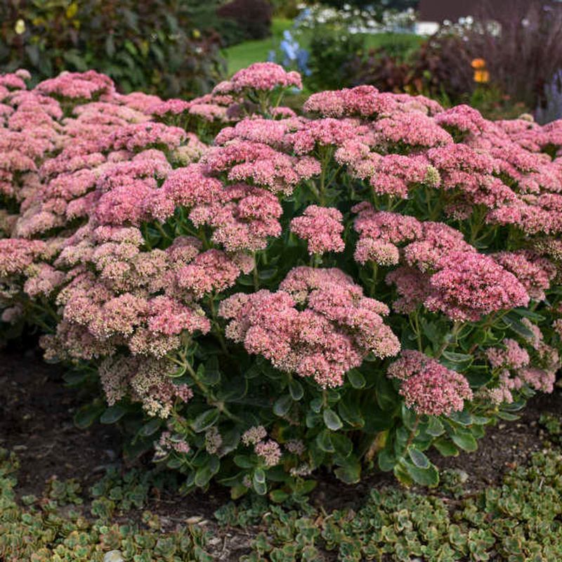 Sedum 'Autumn Joy'