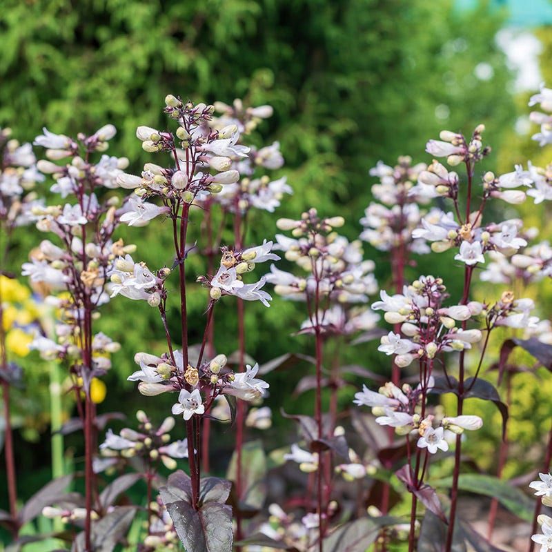 Penstemon 'Husker Red'