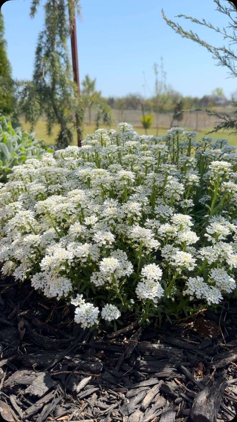 Candytuft
