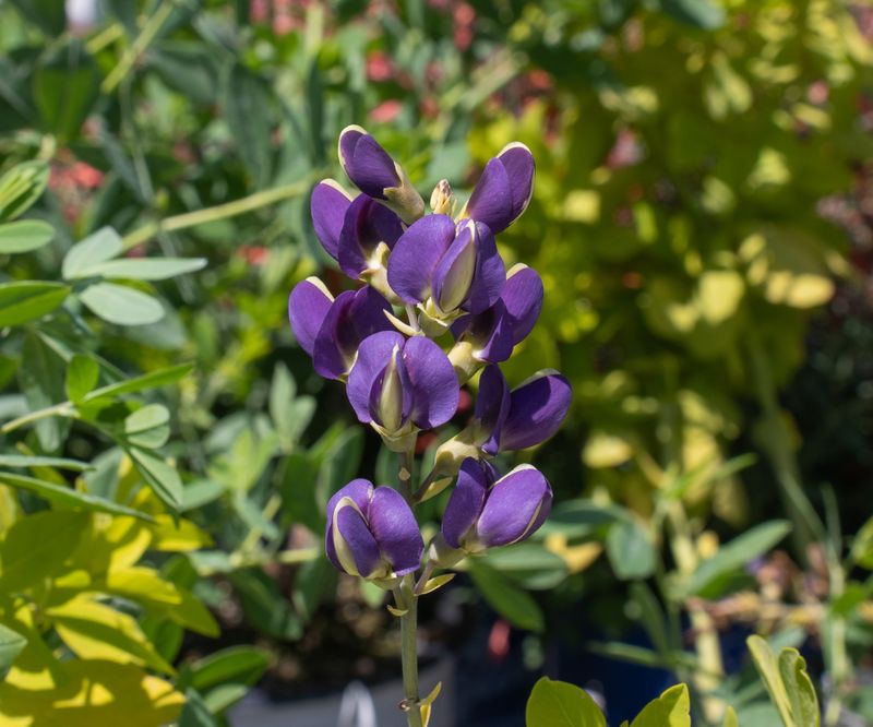 Baptisia