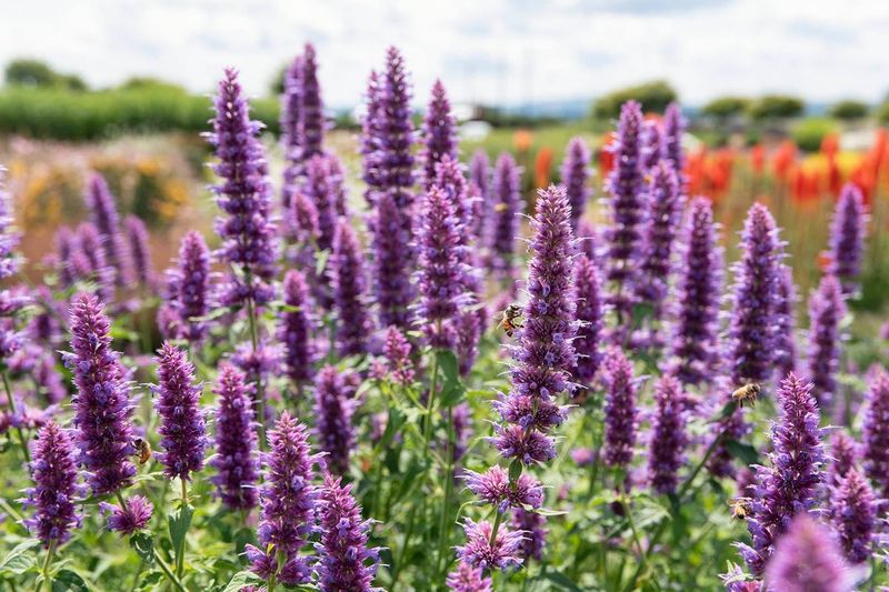 Agastache: Aromatic Treasure