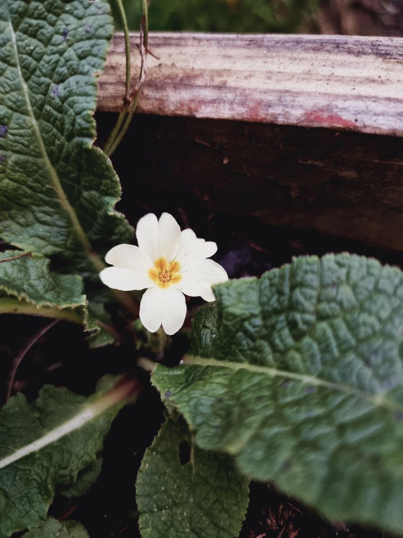 Primroses Suffer In Summer Heat