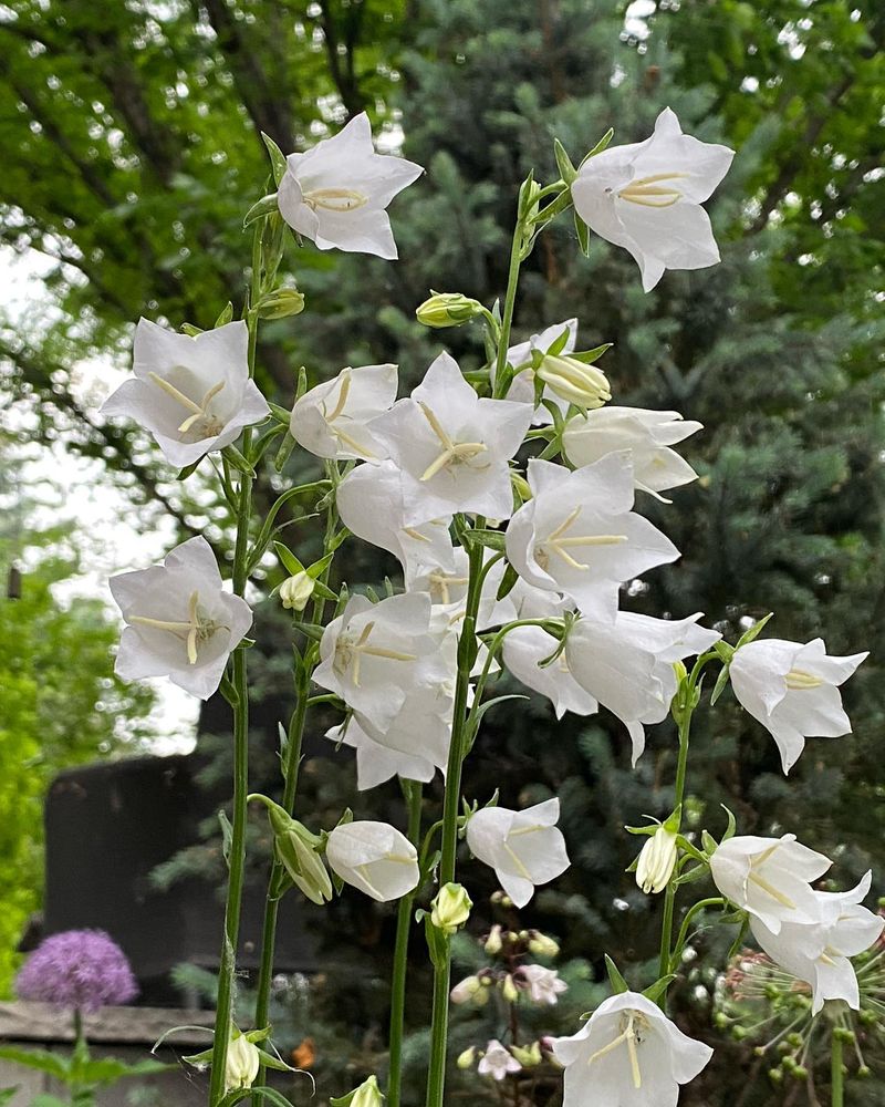 Peach-Leaved Bellflower