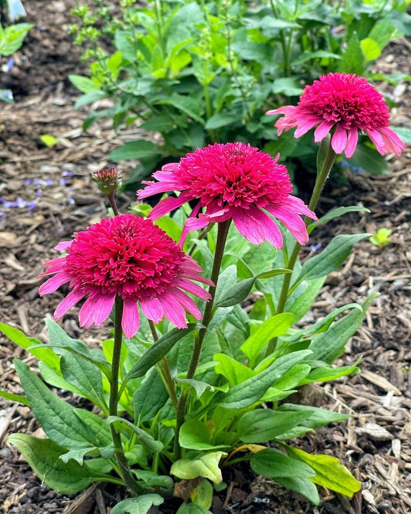 Elegant Coneflowers
