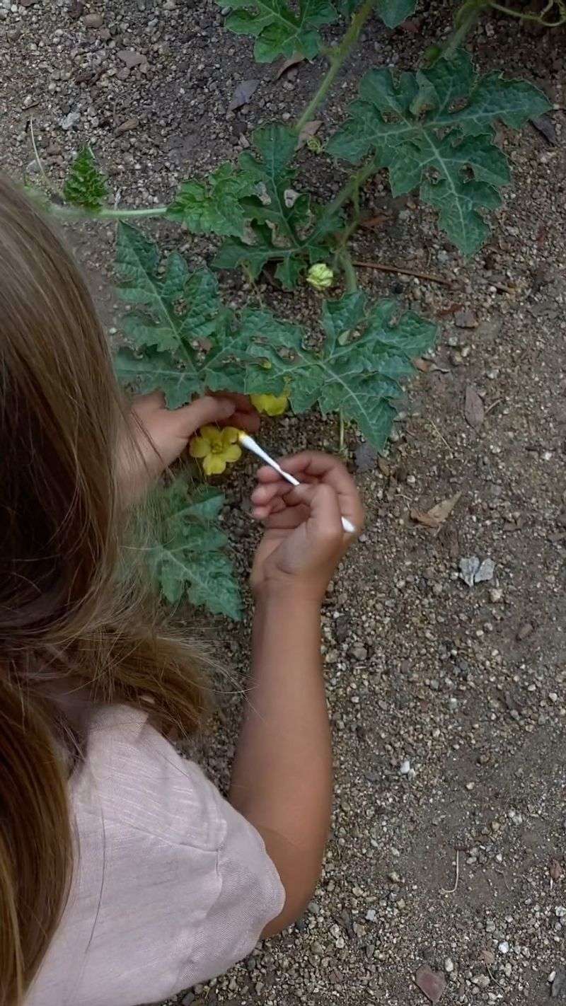 Pollination by Hand