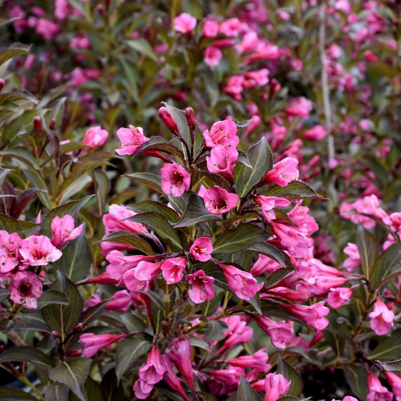 Dramatic Weigela Flowers