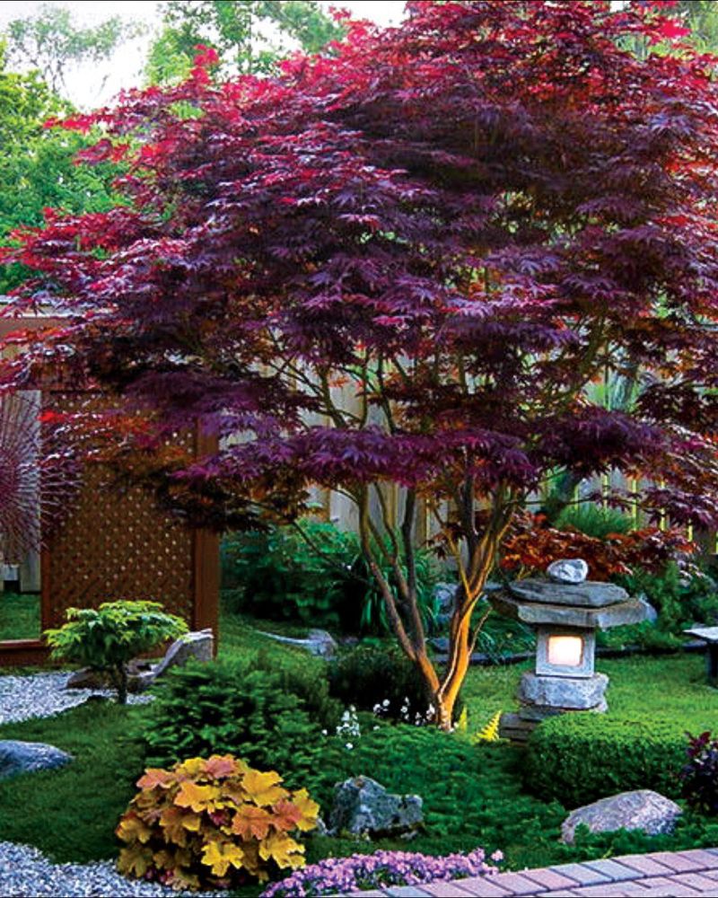 Elegant Japanese Maples For Structural Interest