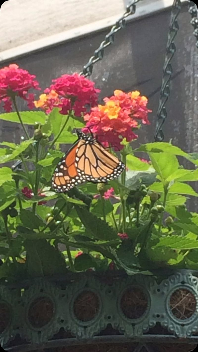 Sun-Loving Lantana Pots