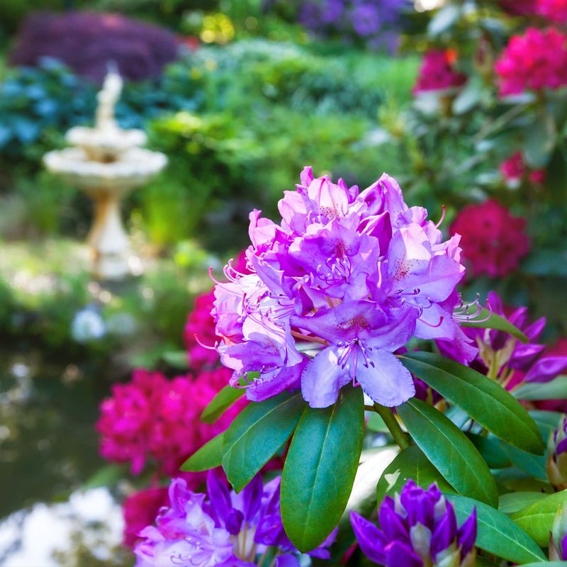 Rhododendron