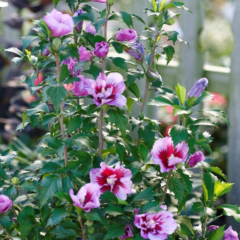 Rose of Sharon (Hibiscus syriacus)