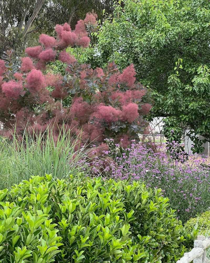 Smokebush