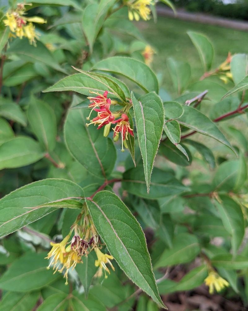 Bush Honeysuckle