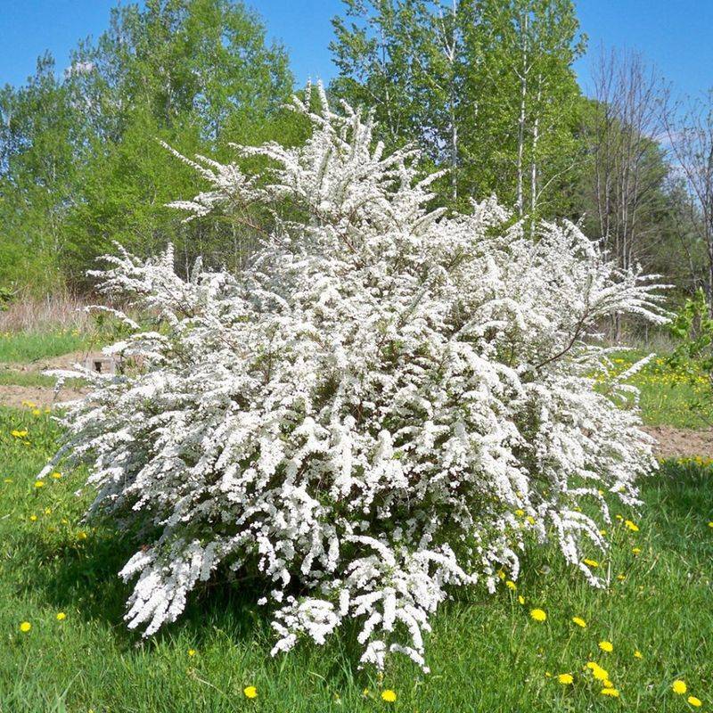 Spirea 