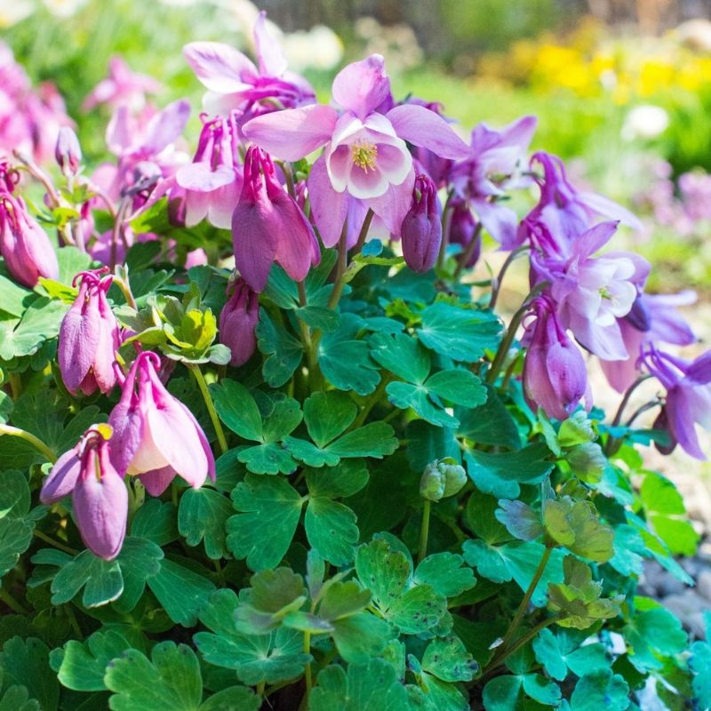 Columbines Add Airy Texture