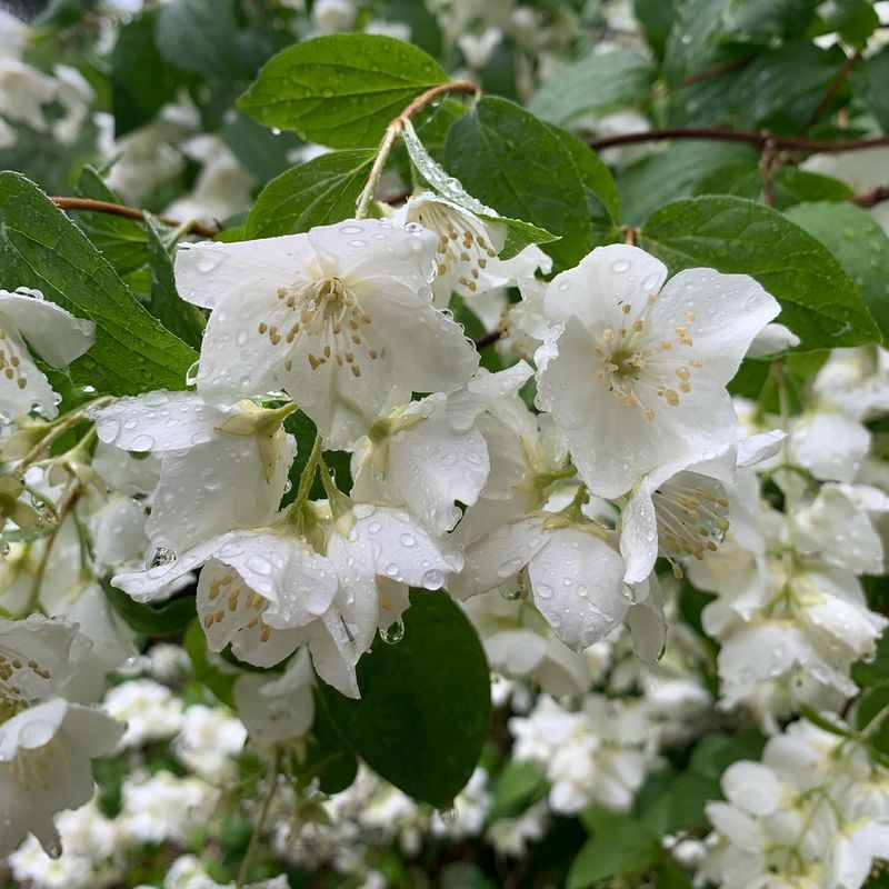Philadelphus Coronarius