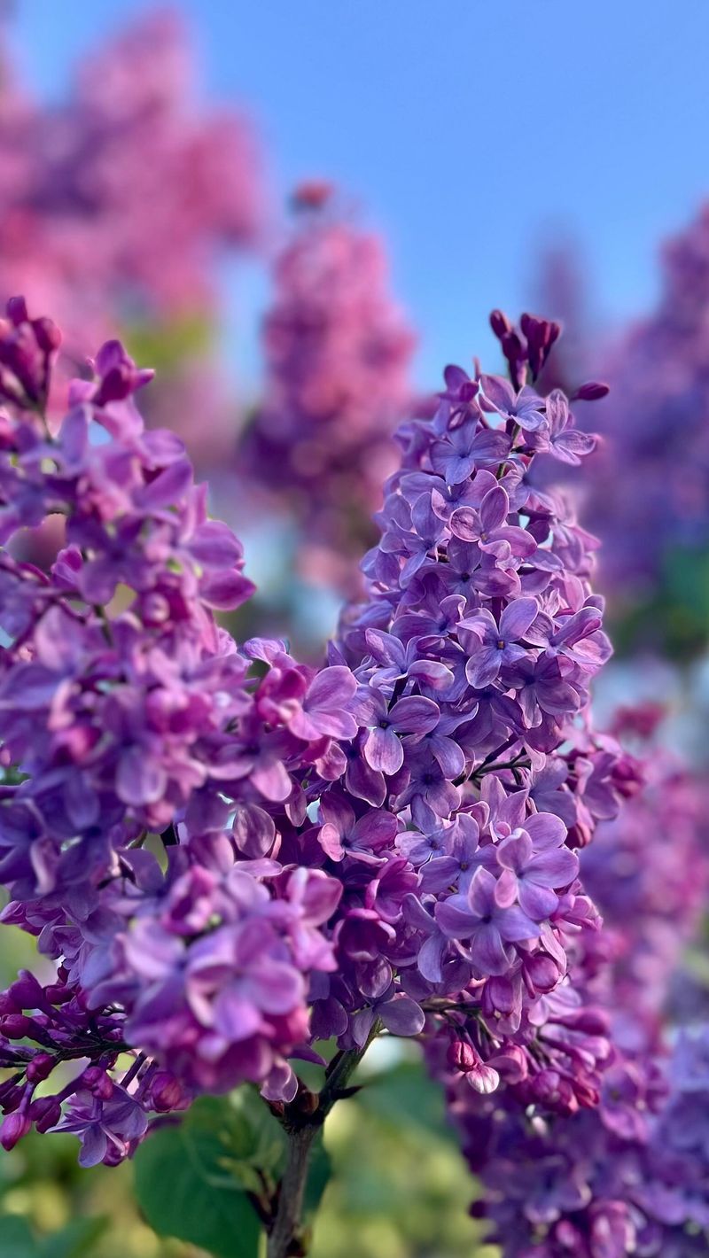 Lilac Bushes